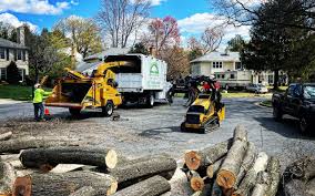 Professional Tree Removal and Landscaping Services in South Holland, IL